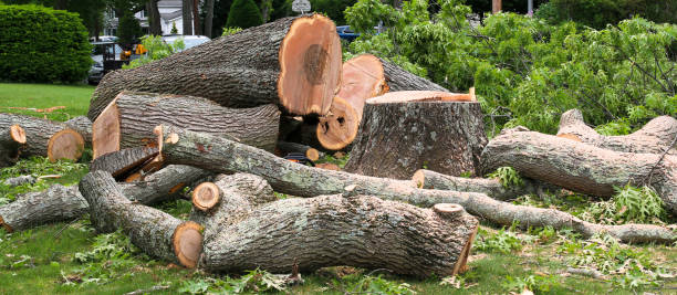 Best Tree Risk Assessment  in Wmette, IL